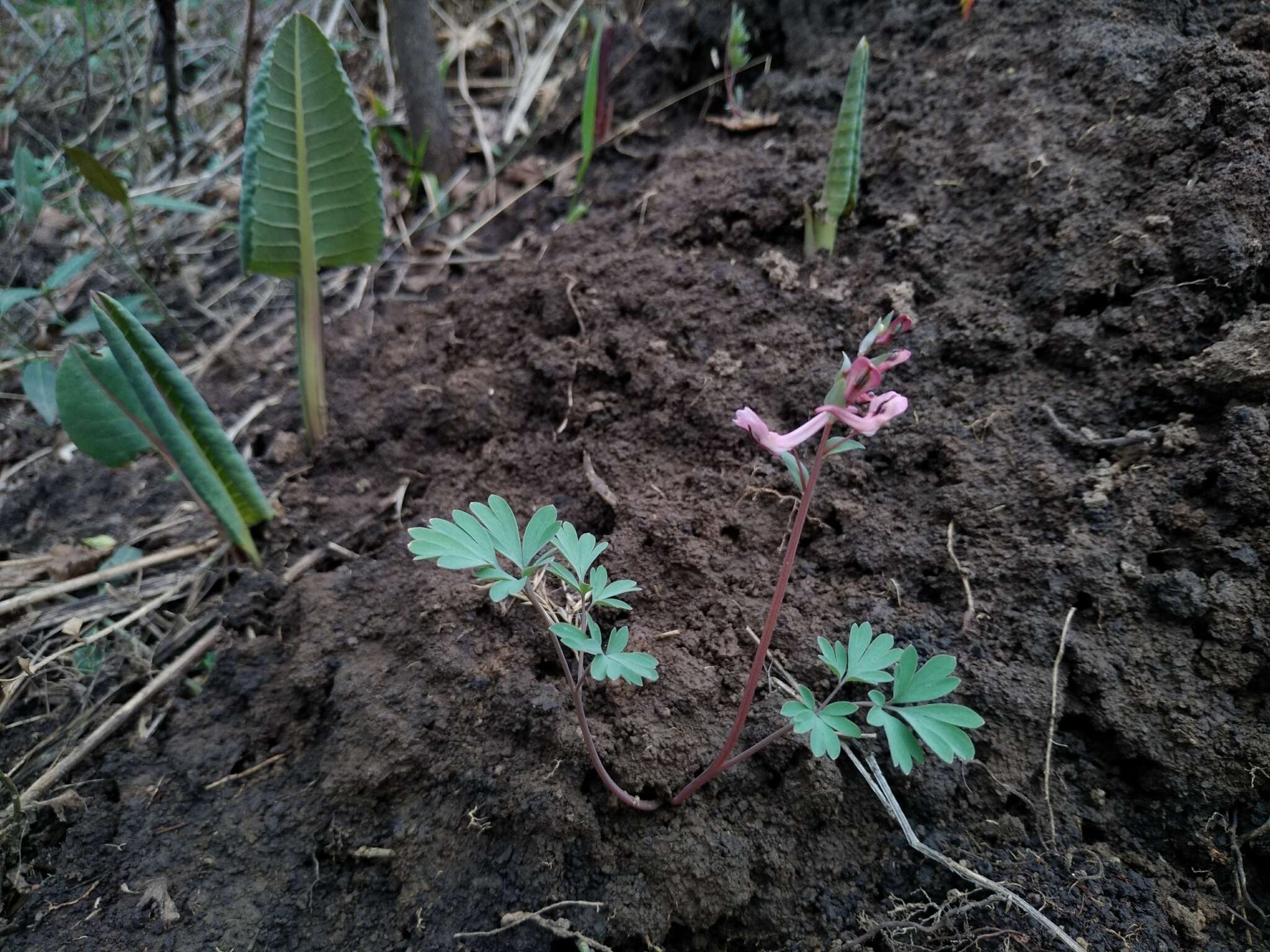 Image of Corydalis glaucescens Regel