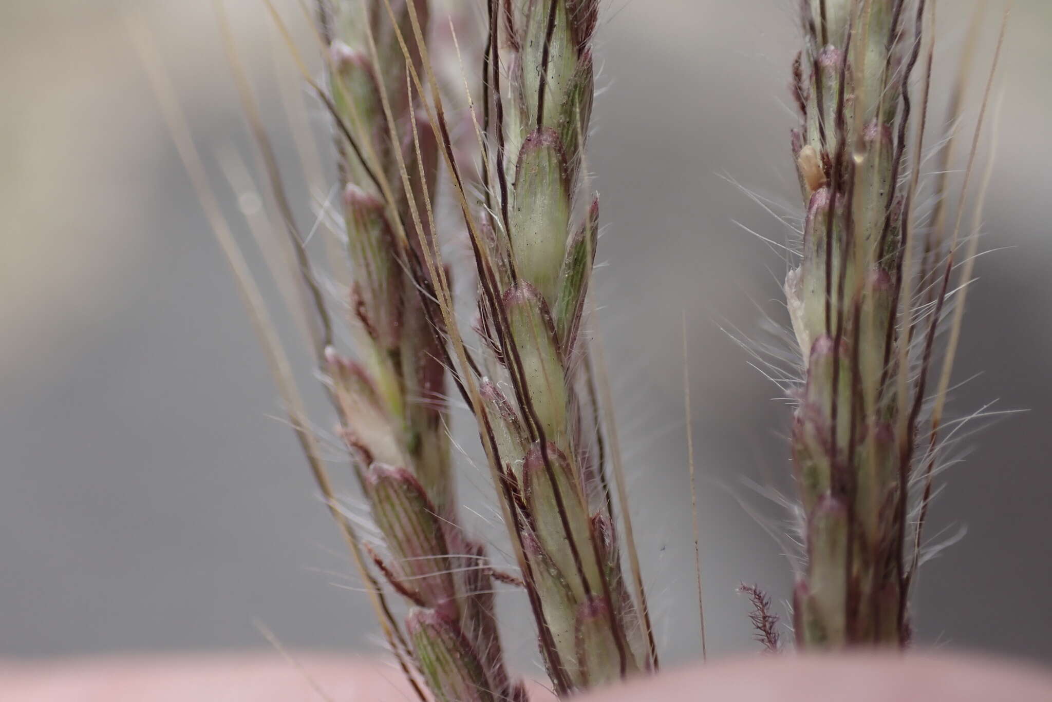 Image de Dichanthium annulatum var. papillosum (Hochst. ex A. Rich.) de Wet & Harlan