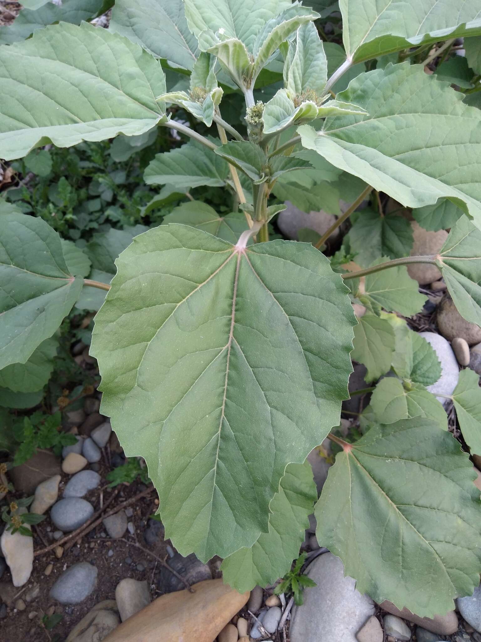 Image de Croton argenteus L.