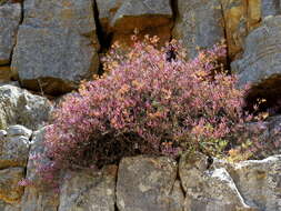 Image of Scopelogena bruynsii C. Klak