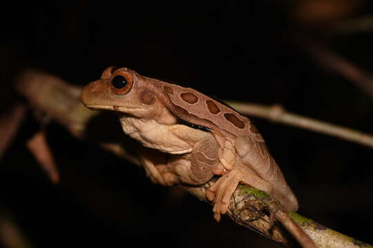 Imagem de Trachycephalus coriaceus (Peters 1867)