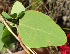 Image de Cissampelos capensis Thunb.