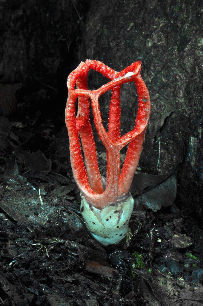 Image of Clathrus treubii (C. Bernard) Lloyd 1907