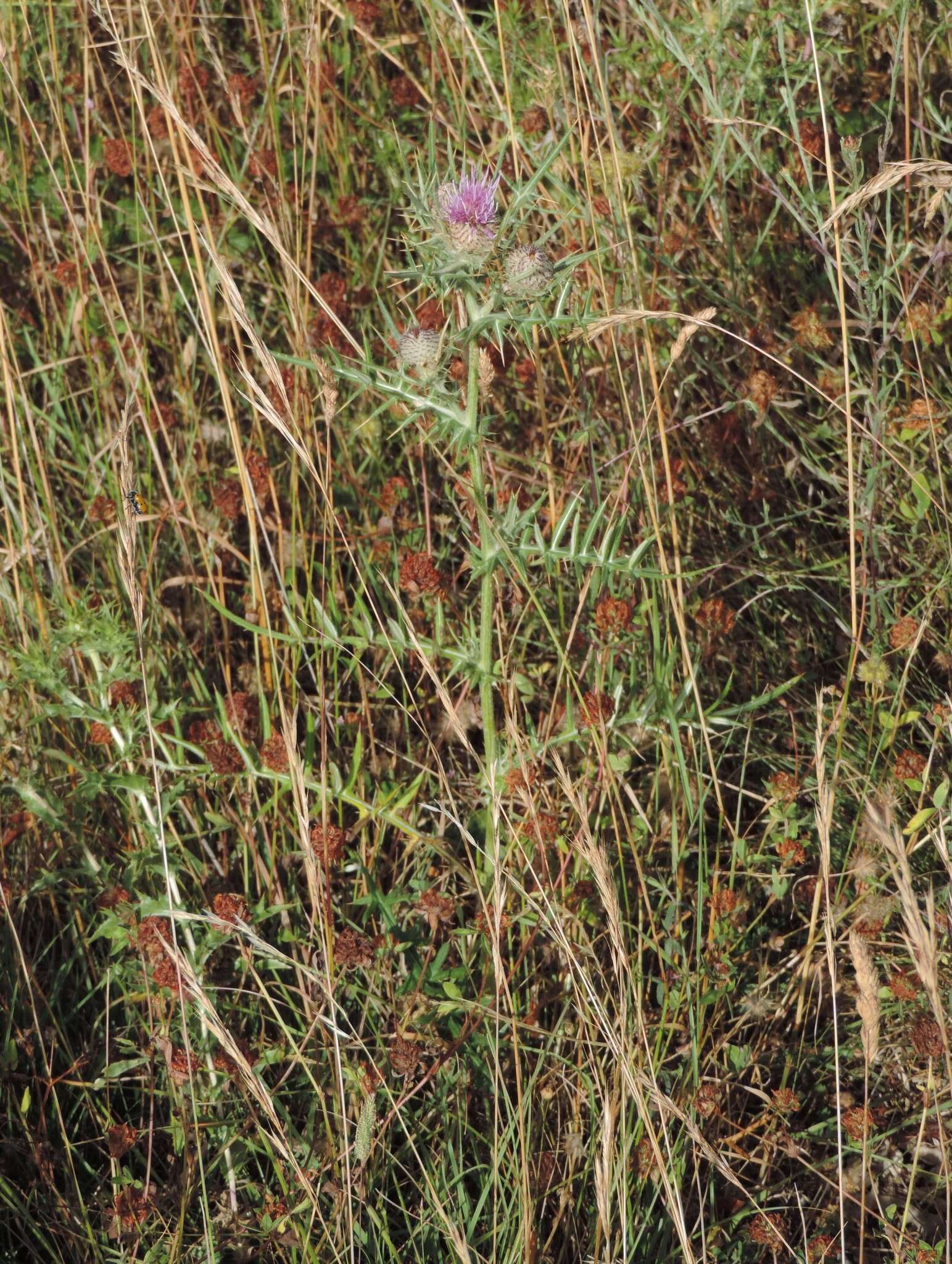 Plancia ëd Cirsium tenoreanum Petr.