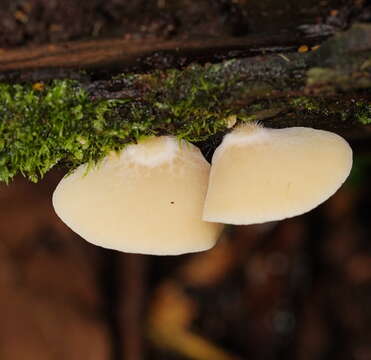 Imagem de Crepidotus nephrodes (Berk. & M. A. Curtis) Sacc. 1887