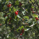 Image of Lonicera altmannii Regel & Schmalh.