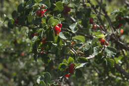 Imagem de Lonicera altmannii Regel & Schmalh.