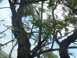 Image of Common hook-thorn Acacia