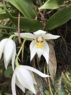 Imagem de Coelogyne corymbosa Lindl.