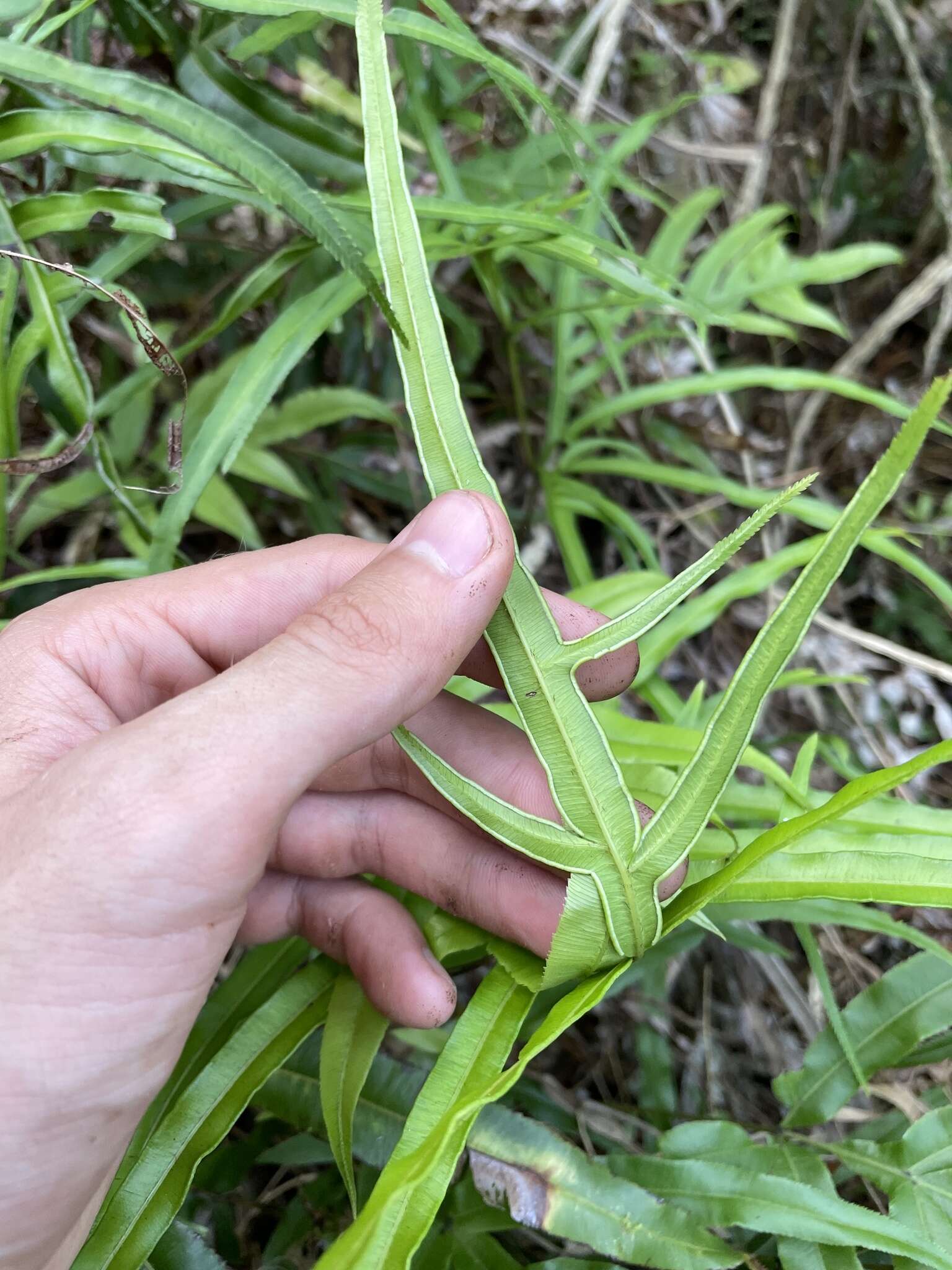 Sivun Pteris hillebrandii Copel. kuva