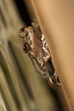 Image of Rio Verde Snouted Treefrog