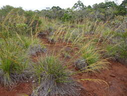 صورة Costularia comosa (C. B. Clarke) Kük.