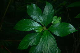 Image of Cyrtandra umbellifera Merr.