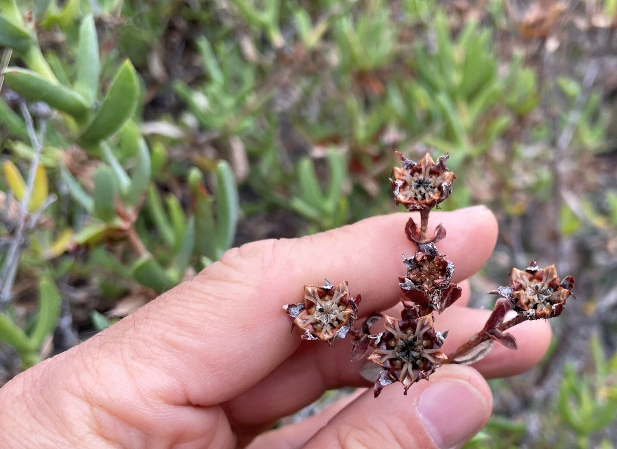 Imagem de Ruschia strubeniae (L. Bol.) Schwant. apud Jacobsen