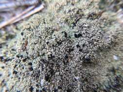 Image of granular trapeliopsis lichen