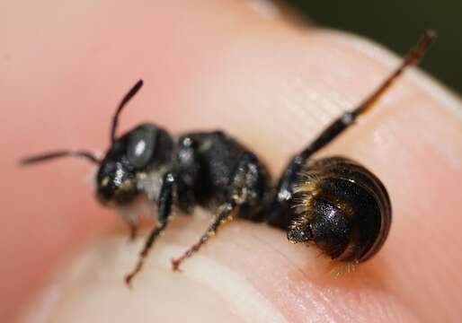 Image of Osmia rufohirta Latreille 1811