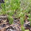 Image of Big Pine Key Prickly-pear