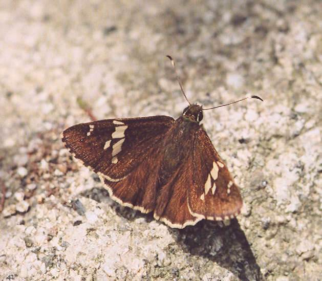 Image of Lobocla bifasciatus Bremer & Grey 1853