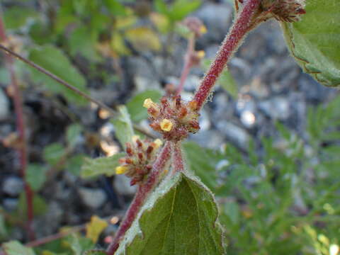 Image of waltheria