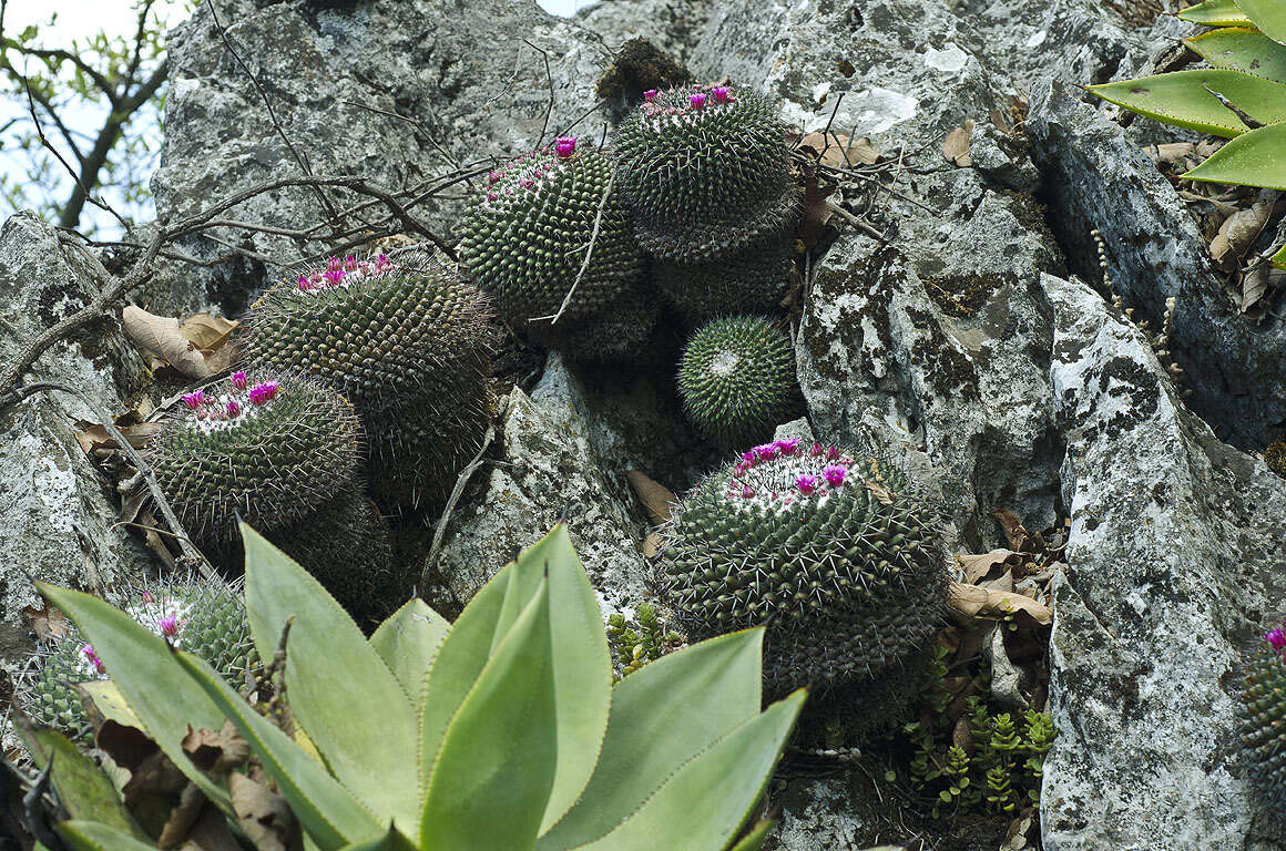 Mammillaria orcuttii Boed.的圖片