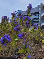 Image of blue-sage