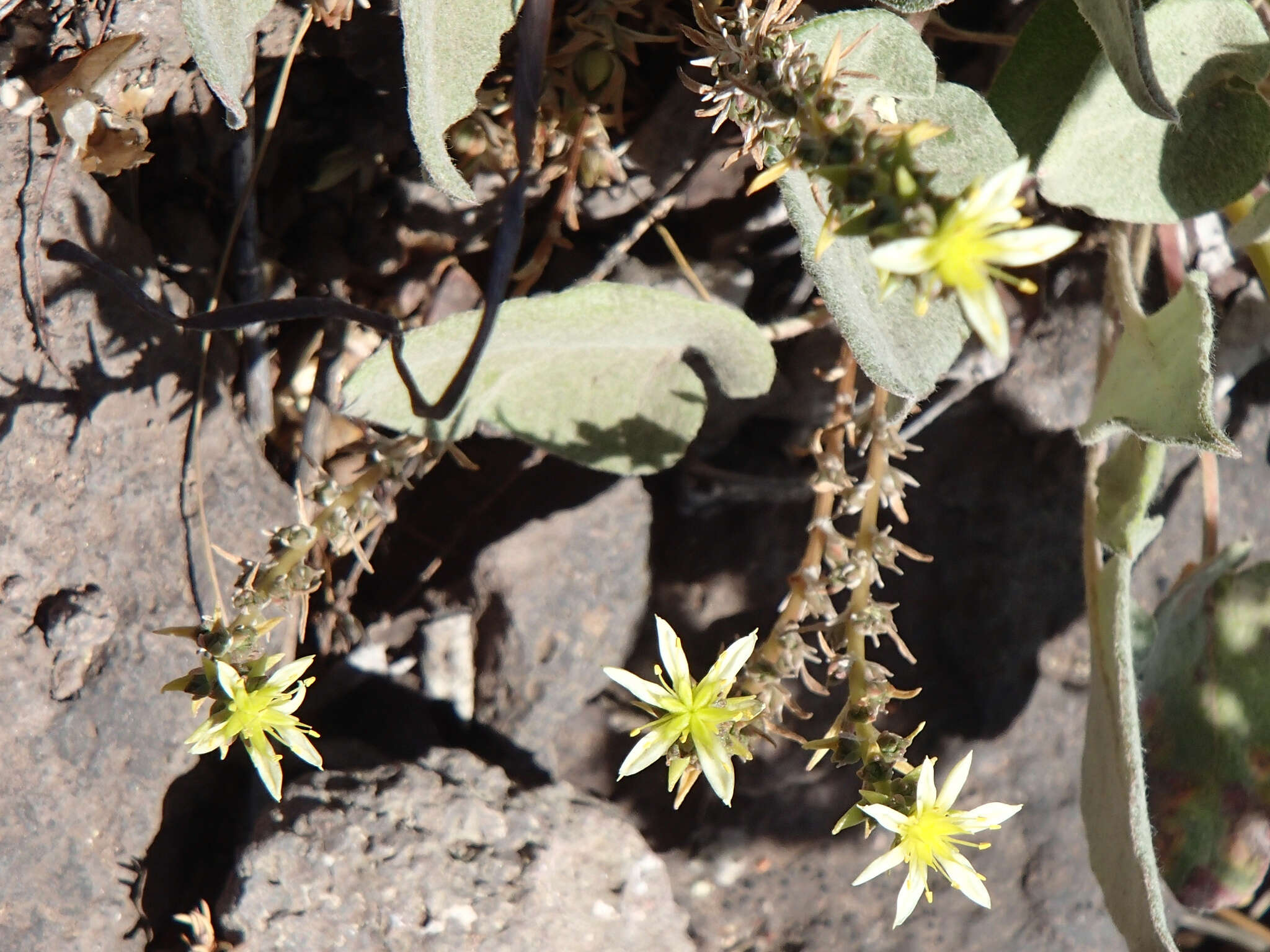 Слика од Sedum radiatum subsp. ciliosum (T. J. Howell) Clausen