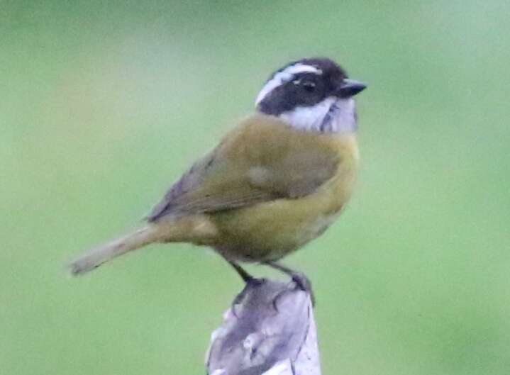 Image of Sooty-capped Bush Tanager