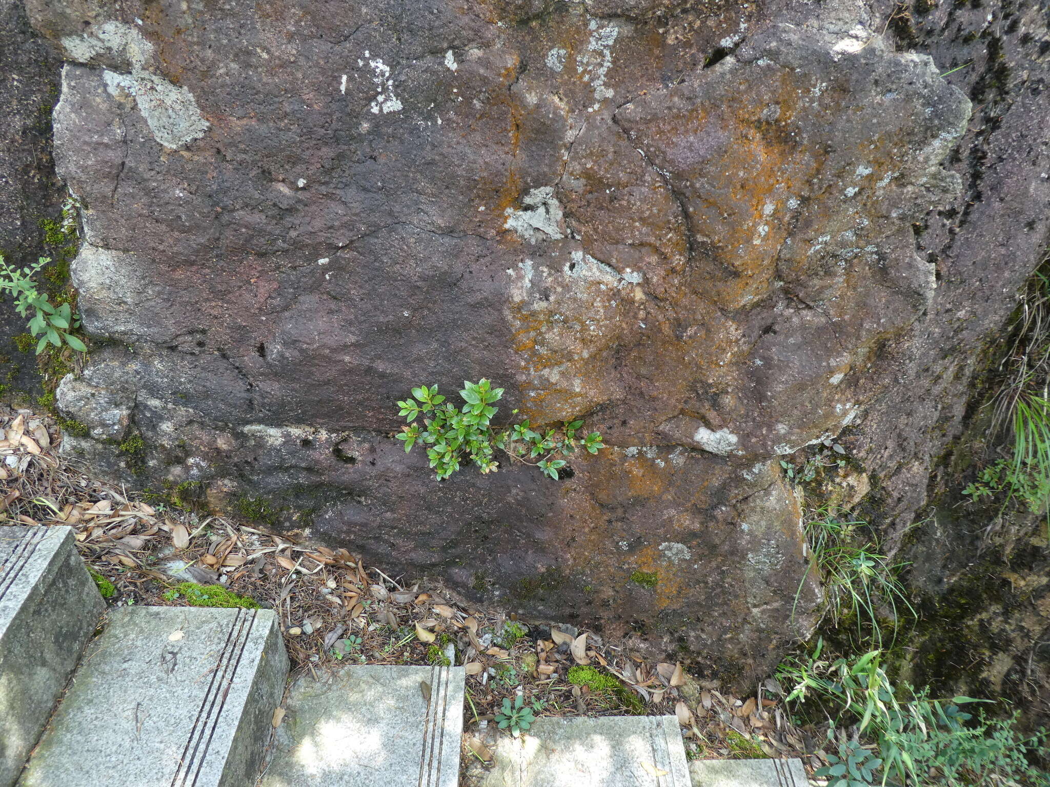 Image of Rhododendron rhuyuenense Chun ex Tam