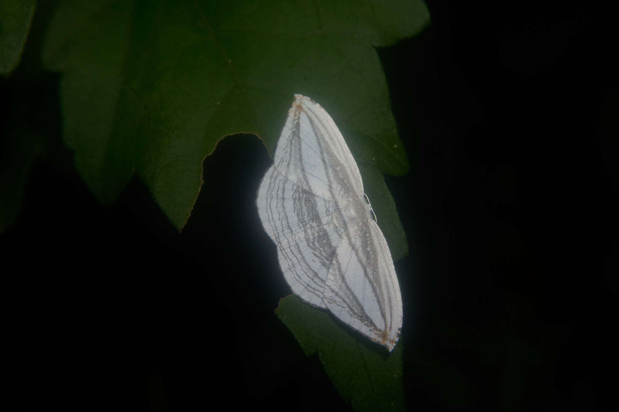 Image de Acropteris iphiata Guenée