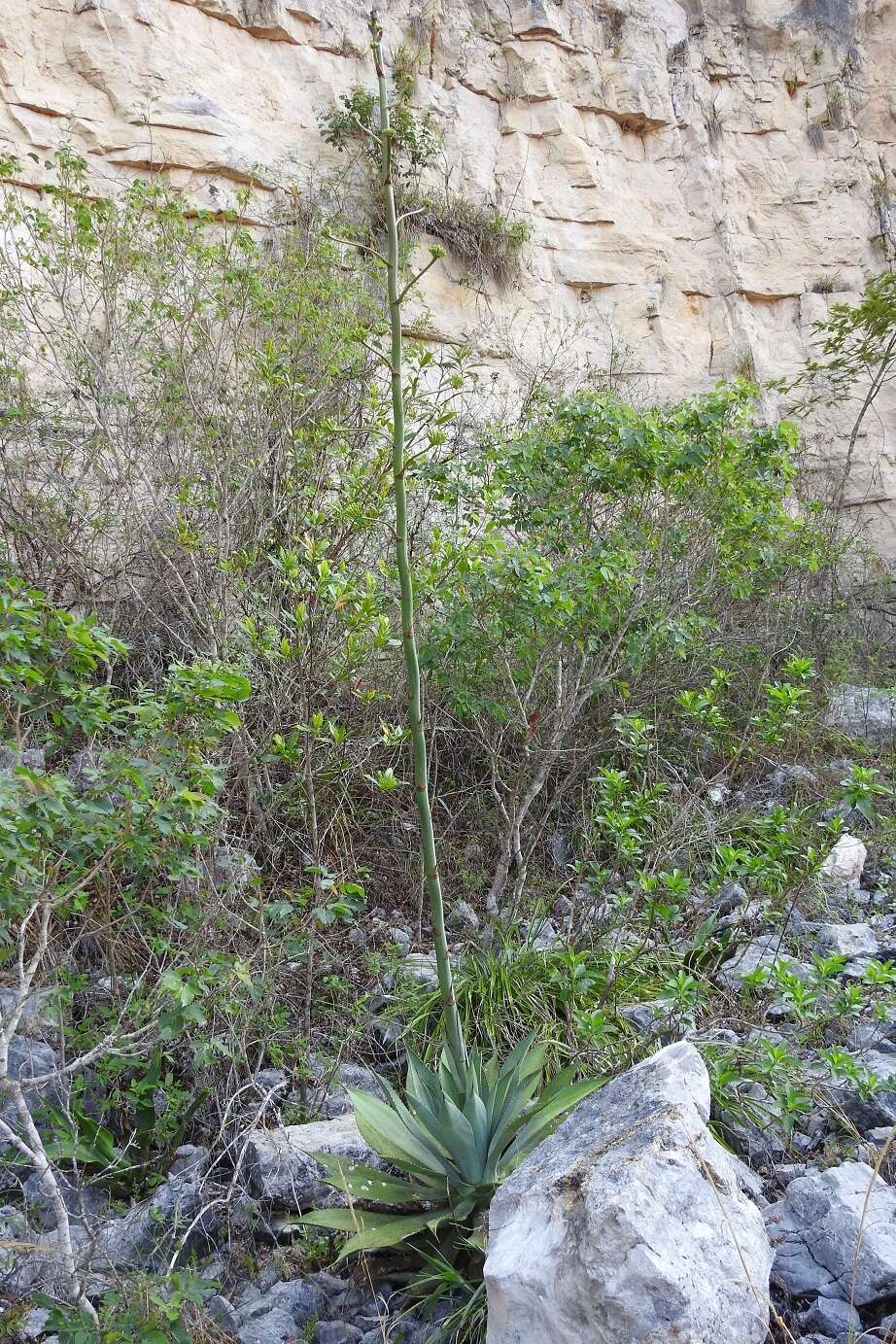 Image of Agave hiemiflora Gentry