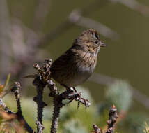 Image of Melospiza Baird & SF 1858