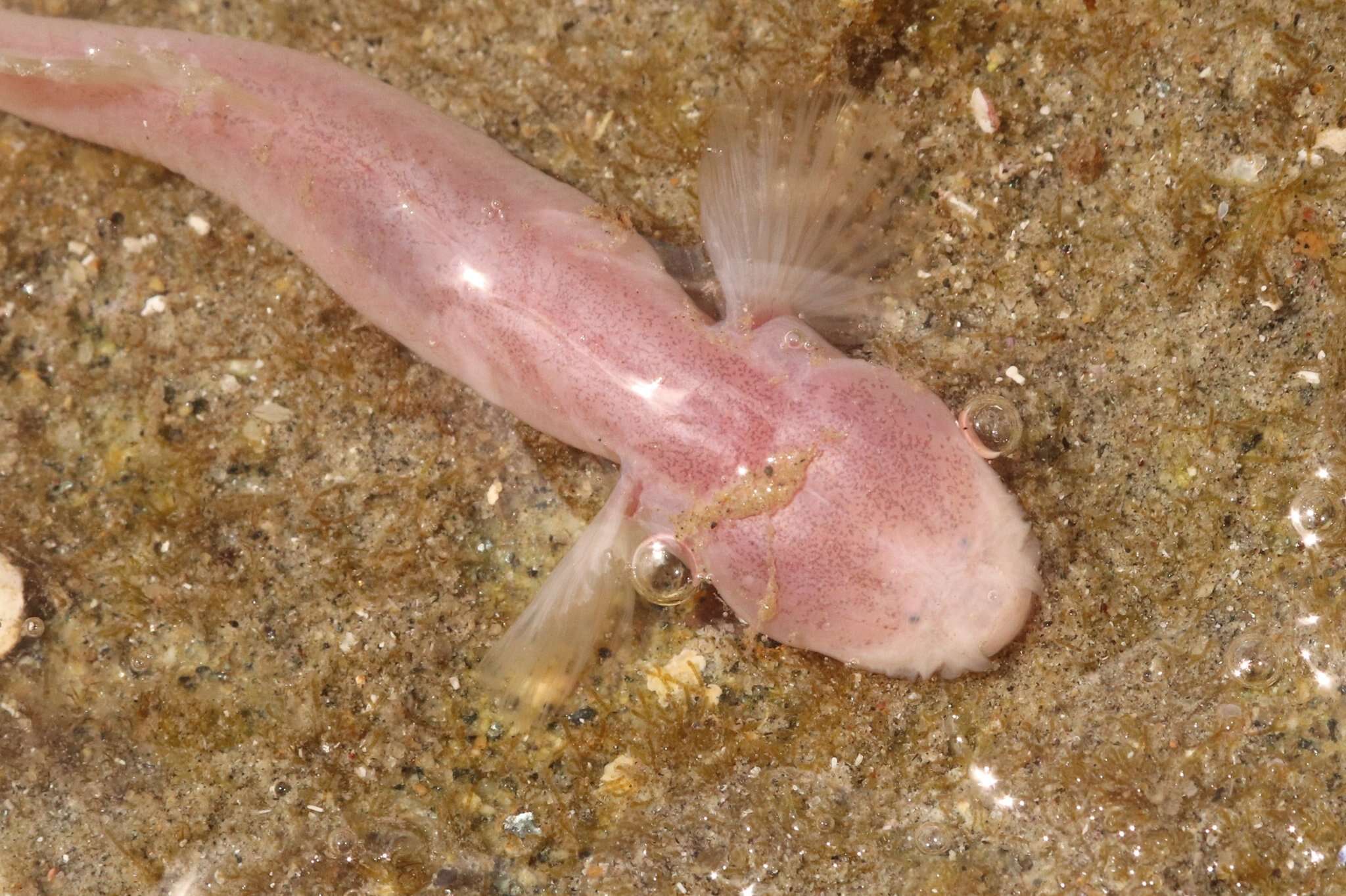 Слика од Typhlogobius californiensis Steindachner 1879