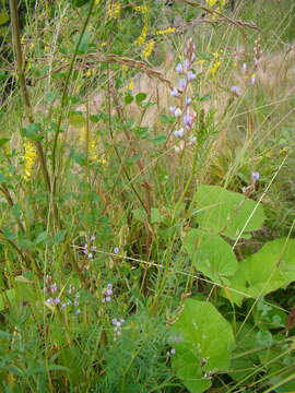 Imagem de Astragalus sulcatus L.