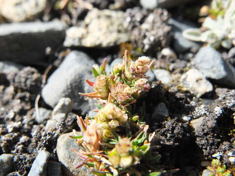 Image of Poa lepidula (Nees & Meyen) Soreng & L. J. Gillespie