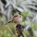 Image of Rufous-backed Inca Finch