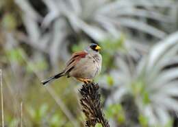 Image of Rufous-backed Inca Finch