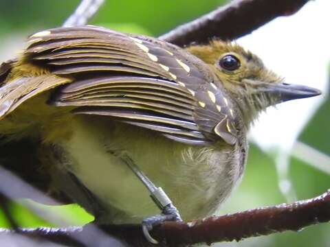 Nicator chloris (Valenciennes 1826)的圖片