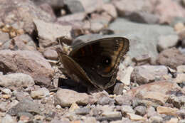 Image of Junonia nigrosuffusa Barnes & McDunnough 1916