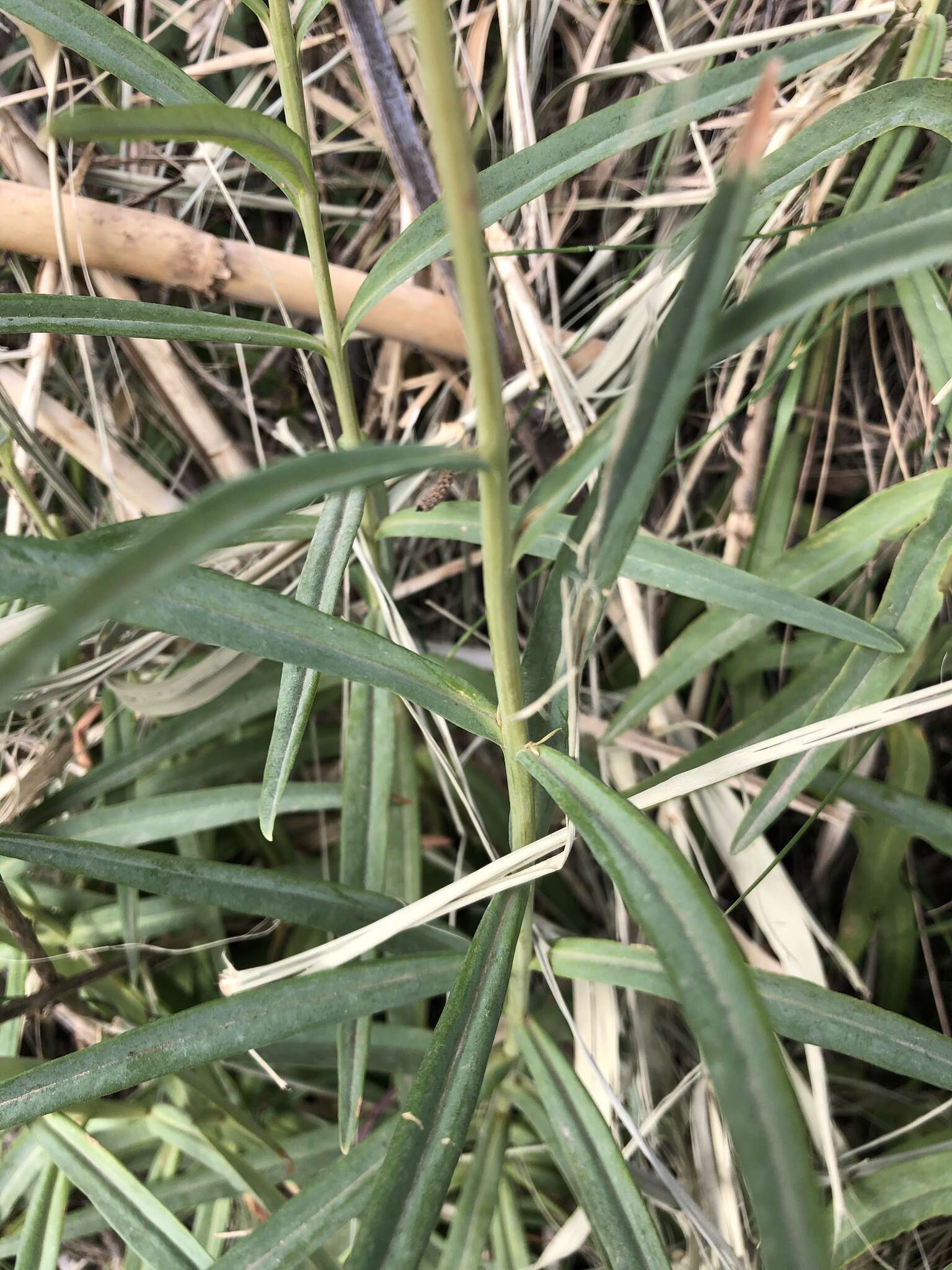 Image of Milky Loosestrife