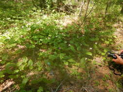 Image of hybrid ladyslipper