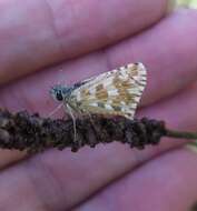 Image of oberthürs grizzled skipper