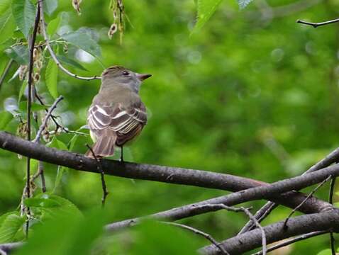 Image of Great Crested Flycatcher