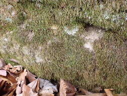 Image of Norway bryoxiphium moss