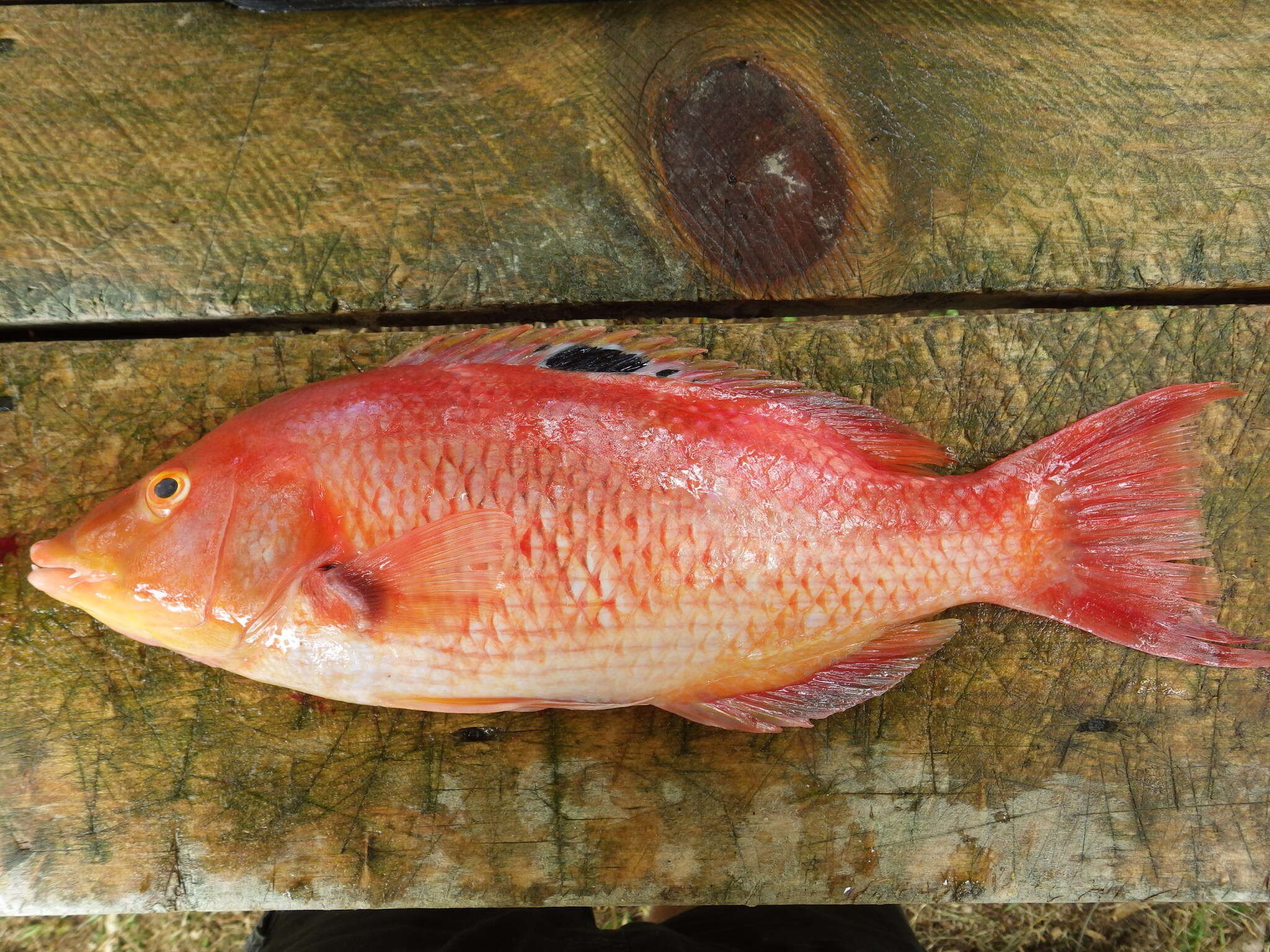 Bodianus unimaculatus (Günther 1862) resmi