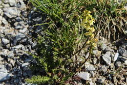 Image of Pedicularis ascendens Schleicher ex Gaudin