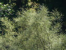 Image of Sophora microphylla var. longicarinata (G. Simpson) Allan