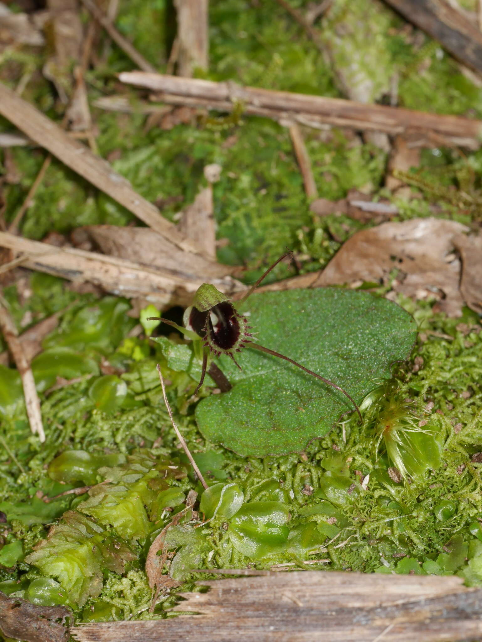 Image de Corybas oblongus (Hook. fil.) Rchb. fil.