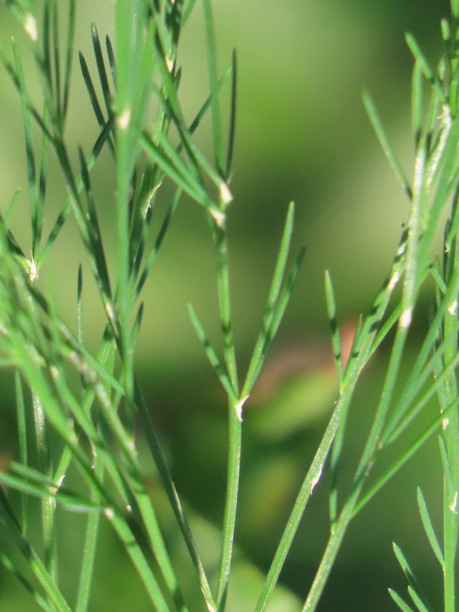 Image of Broom asparagus