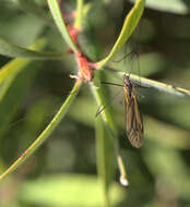 Image of Leptotarsus (Macromastix) luteisubcostatus (Alexander 1934)