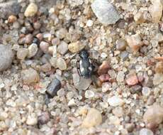Image of River shingle ground beetle